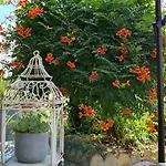 Le Coq En Repos * Saint-Sylvestre-sur-Lot