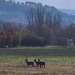 Le Coq En Repos *