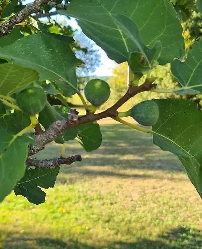 Oda ve Kahvaltı Le Coq En Repos *